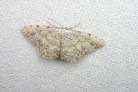 Scopula submutata roseonitens