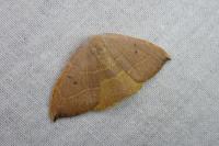 Watsonalla uncinula
