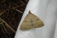 Zanclognatha zelleralis