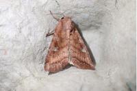 Lacanobia splendens
