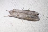 Cucullia umbratica
