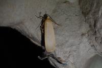 Katha depressa