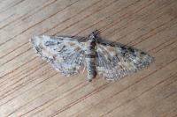 Eupithecia linariata/pulchellata/pyreneata