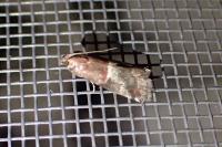 Acrobasis marmorea