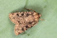 Amphipyra effusa
