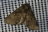 Gluphisia crenata