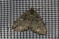 Hydriomena furcata