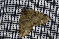 Hydriomena furcata