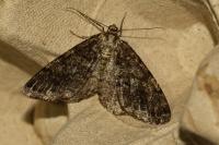Deileptenia ribeata
