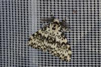 Lymantria monacha