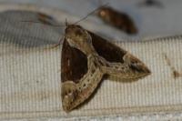 Hypena crassalis