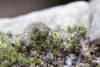 Elophos caelibaria spurcaria