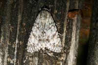 Acronicta aceris