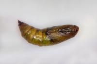 Elophos caelibaria spurcaria