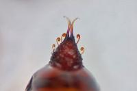 Elophos caelibaria spurcaria