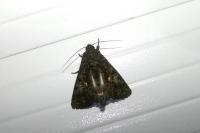 Aedia leucomelas