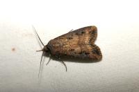 Agrotis ipsilon
