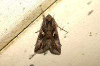 Autographa gamma