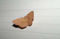Cyclophora puppillaria
