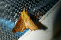Ennomos alniaria
