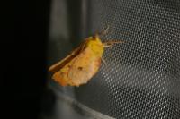 Ennomos alniaria