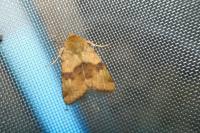 Heliothis viriplaca