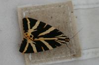 Euplagia quadripunctaria