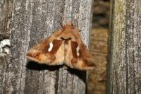 Macdunnoughia confusa