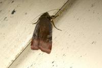 Noctua janthe/janthina