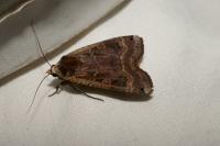 Noctua pronuba