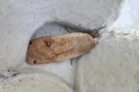 Noctua pronuba