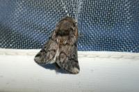 Thaumetopoea pityocampa