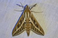 Hyles livornica