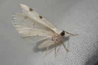 Lomographa bimaculata