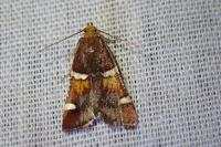 Pyralis regalis