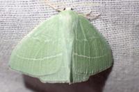 Hemistola chrysoprasaria