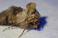 Abrostola tripartita