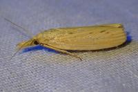 Ematheudes punctella