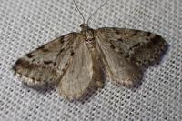 Eumannia oranaria