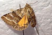Synthymia fixa