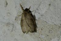 Falcaria lacertinaria