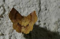 Selenia lunularia
