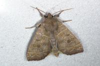 Ipimorpha subtusa