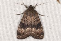 Amphipyra pyramidea