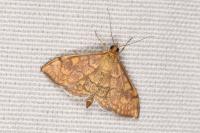 Anania verbascalis