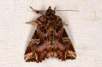 Callopistria juventina