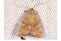 Cosmia trapezina