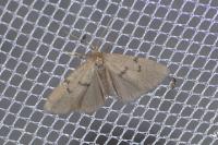 Apaidia mesogona