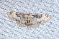 Idaea filicata