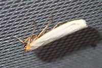 Eilema caniola